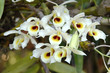 Dendrobium  signatum