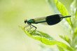 Prachtlibelle