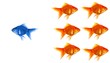 goldfish goldfish