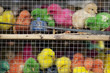 Coloured Chicks Coloured Chicks