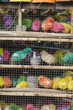 Coloured Chicks Coloured Chicks