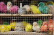 Coloured Chicks Coloured Chicks