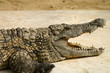Photo: Krokodil mit offenem Mund Krokodil mit offenem Mund