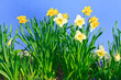 ao_110327_1424_WIP narzissen ao_110327_1424_WIP narzissen