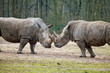 Photo: couple of rhinos fighting couple of rhinos fighting
