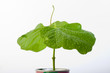 Petit plante verte en pot Petit plante verte en pot