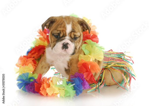 Photo: puppy hula dancer puppy hula dancer