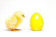 Yellow chick