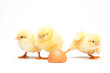 Yellow chick