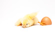 Yellow chick