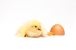 Yellow chick