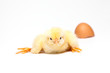 Yellow chick