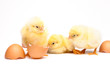 Yellow chick