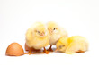 Yellow chick