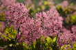 Flowers of Fustic bush