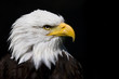Weißkopfseeadler