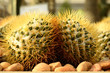 Cactus, Torch Thistle Cactus, Torch Thistle