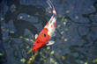 Japanese Koi Carp Japanese Koi Carp
