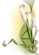 Vector: Beautiful white calla lilies Beautiful white calla lilies