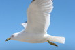 SEAGULLS FLYING