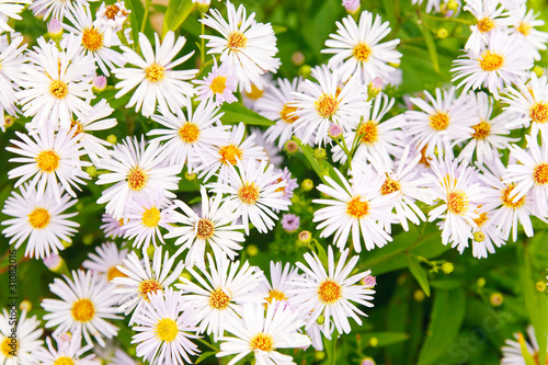 Photo: Magenta asters flowerbed Magenta asters flowerbed