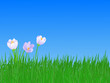 spring  flowers
