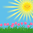spring sun and flowers