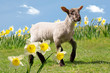 Young lamb amongst the daffodils