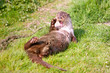 Otter laying on back and appearing to laugh