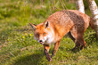Foto: Fox licking its lips Fox licking its lips