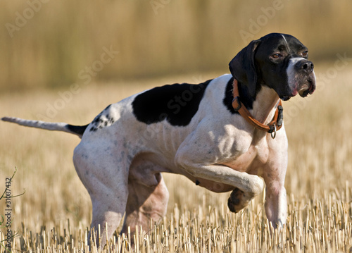 Photo: Hunting dog Hunting dog