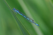 Coenagrion mercuriale