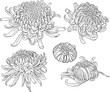 isolated black white chrysanthemum blossom flower set isolated black white chrysanthemum blossom flower set
