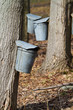 Maple sap buckets Maple sap buckets