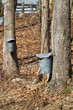 Maple sap buckets Maple sap buckets