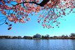 Jefferson memorial in National cherry blossom festival Jefferson memorial in National cherry blossom festival