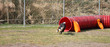 Border Collie Agility Dog