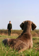 Weimaraner on dog training