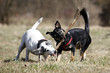 Cute doggies playing with a stick - outdoor scene