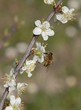 fleurs de pruniers