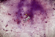 love texture,