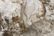 Detail of wild stone