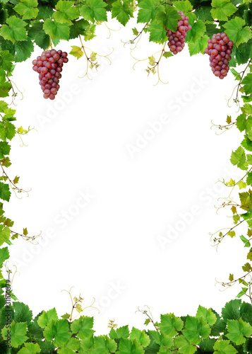 Photo: Grapevine frame with fresh pink grapes Grapevine frame with fresh pink grapes