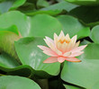 lotus