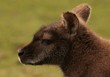 Wallaby Headshot