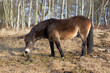 exmoor pony with birch trees