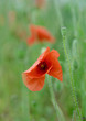Poppy