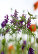 Common vetch