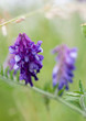 Purple flowers of common vetch plant