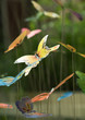Butterfly decorations